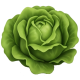 Lettuce
