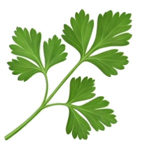 Parsley