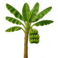 Banana tree