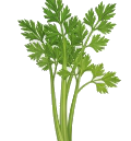 Leaf celery