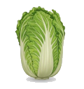 Chinese cabbage