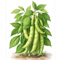 Bush beans