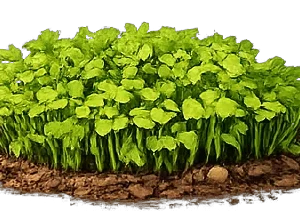 Garden Cress