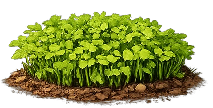 Garden Cress