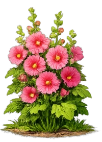 Hollyhock
