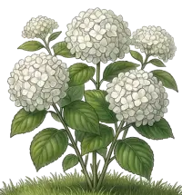 Hydrangea (Virtual product activation)