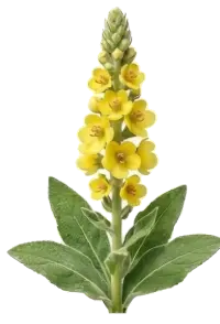 Chaix Mullein