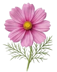 garden cosmos