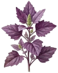 Garden Orache