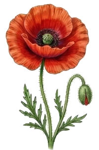 Poppy