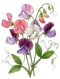 Sweet pea